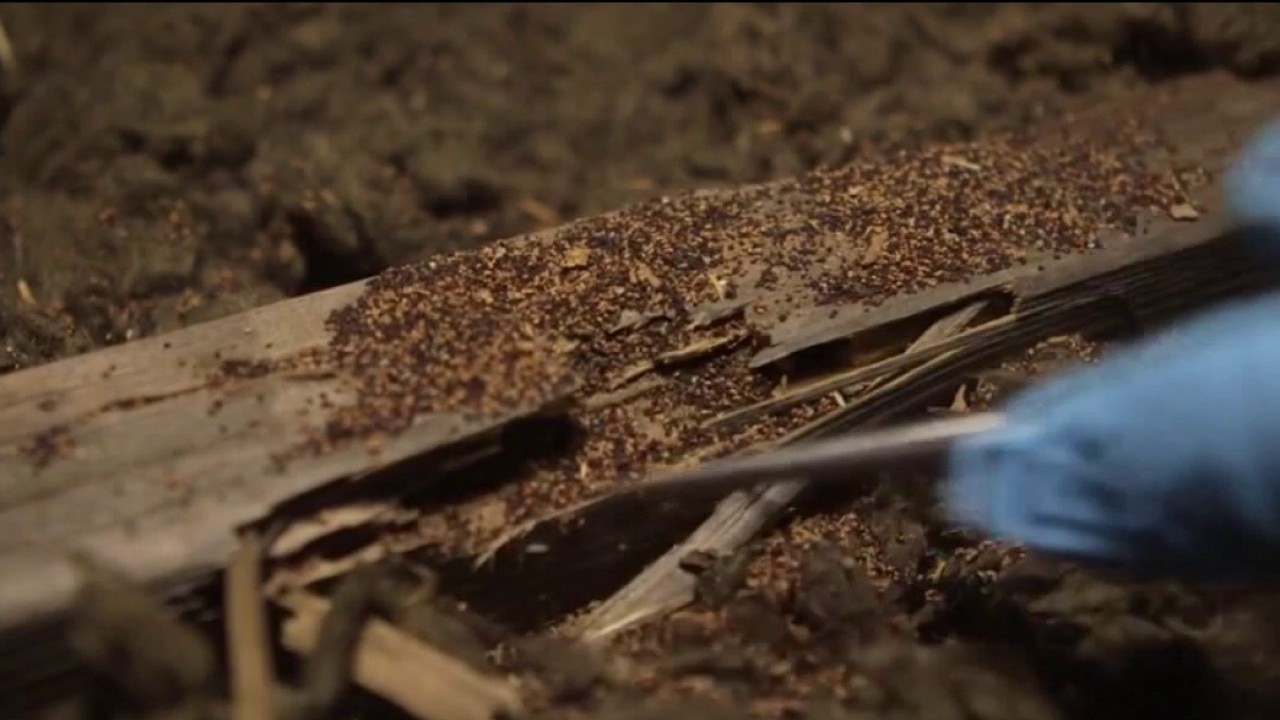 Cold temperatures can cause termites to swarm