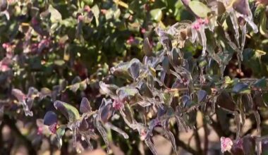 Family farm in Central Florida loses 35% of farm revenue in freeze