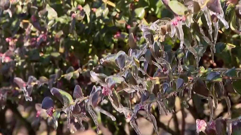 Family farm in Central Florida loses 35% of farm revenue in freeze