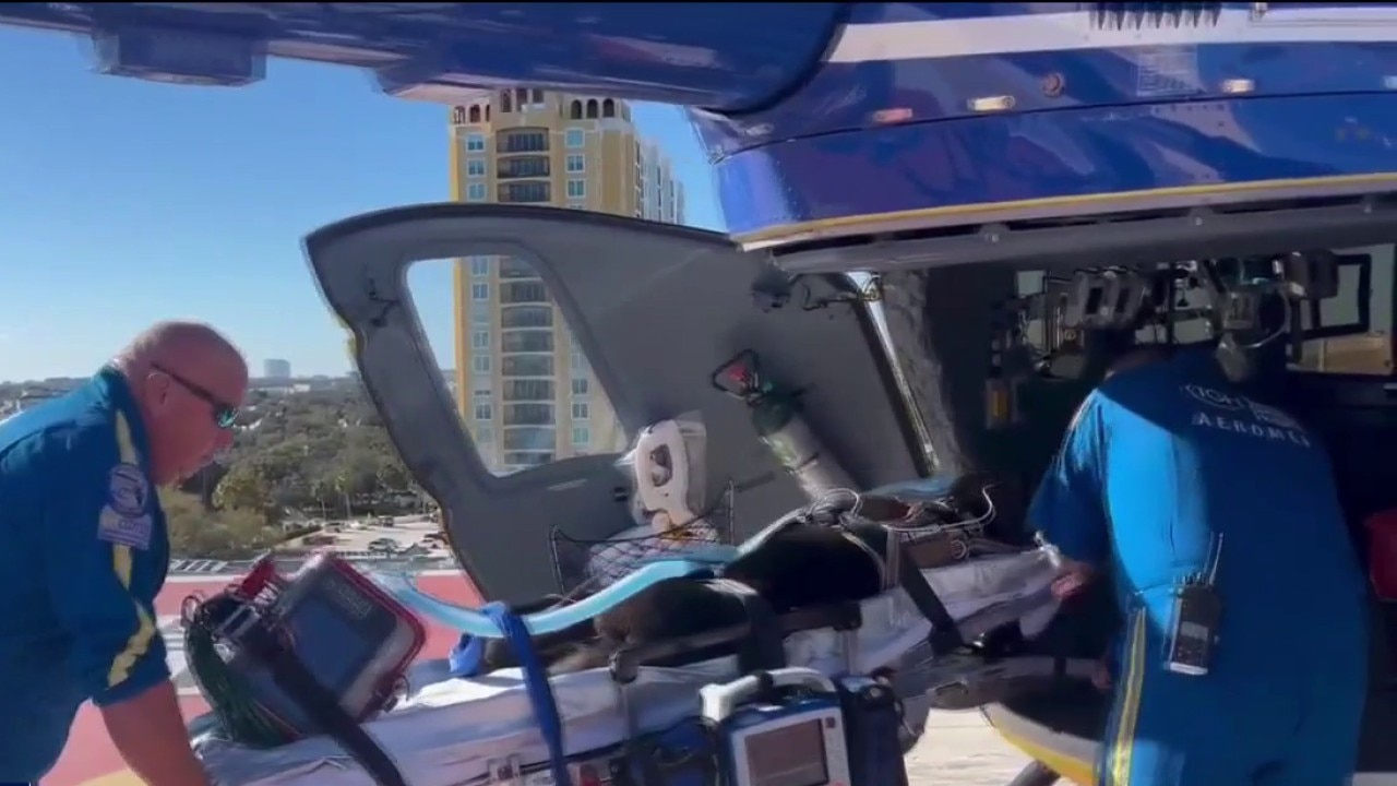 New transport system for injured K9s