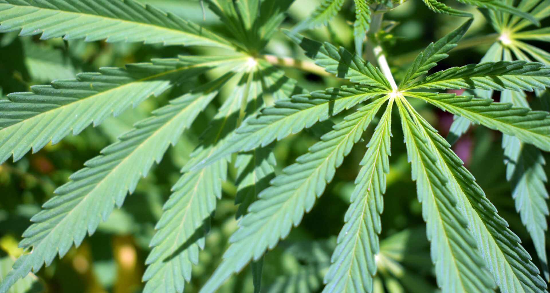 Recreational pot campaign still wants Florida Supreme Court to review ballot measure