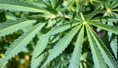 Recreational pot campaign still wants Florida Supreme Court to review ballot measure