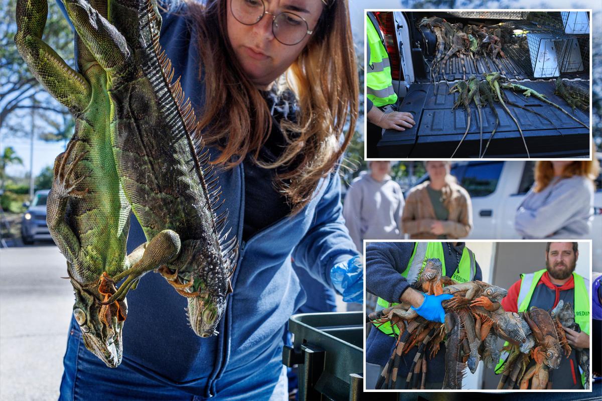 Frozen iguanas come with Florida cold, wildlife officials encourage killing reptiles