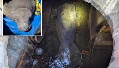 410-pound manatee retrieved from Florida storm drain now recovering at SeaWorld Orlando