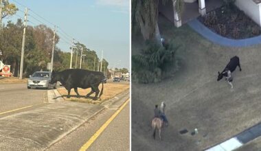Cow on the loose in Florida suburb roped by horseback hero