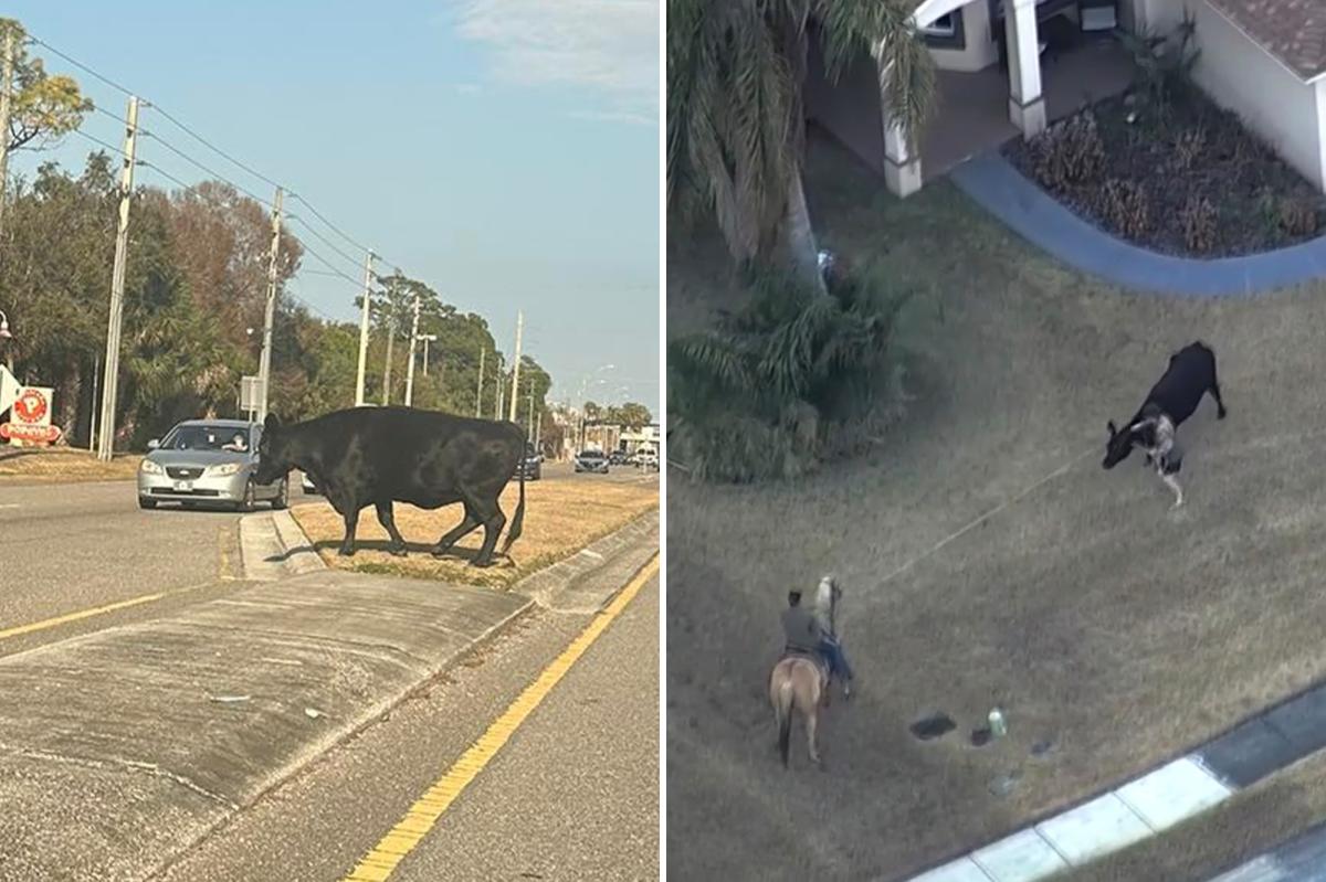 Cow on the loose in Florida suburb roped by horseback hero