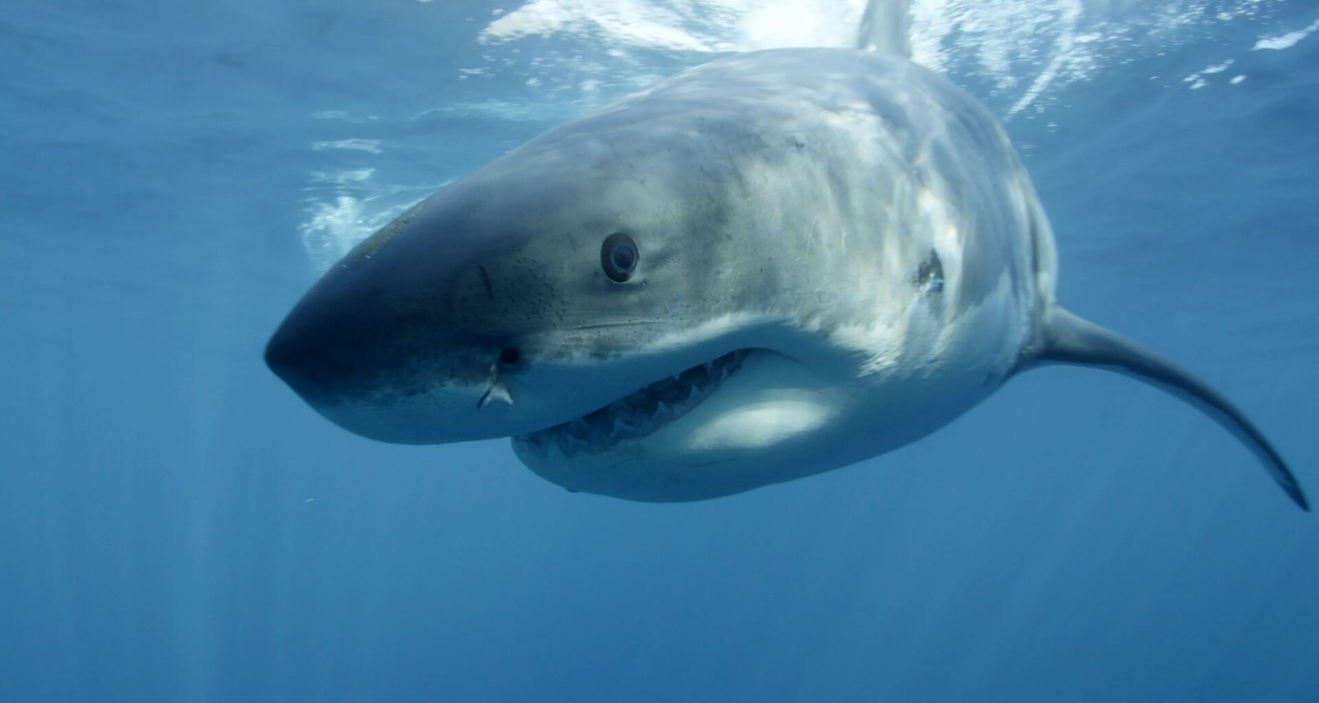 Florida shark attacks in 2025 tips to avoid shark bites, safety tips