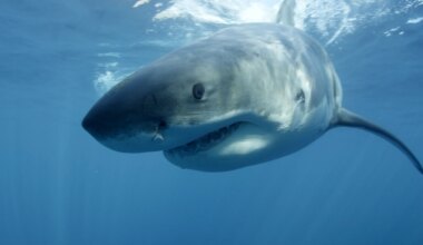 Florida shark attacks in 2025 tips to avoid shark bites, safety tips