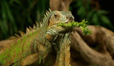 Iguana eating a piece of lettuce.