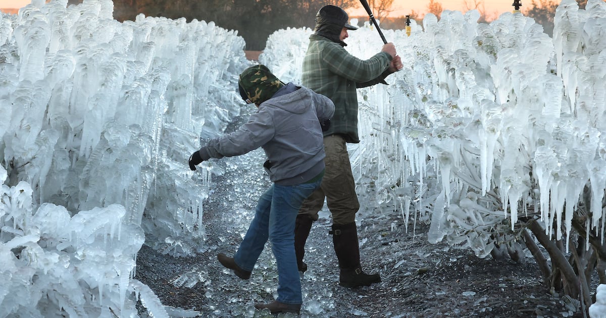 More winter weather leads to heavy snow, canceled flights and, in Florida, falling iguanas