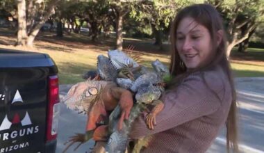 Florida woman gathers cold-stricken iguanas that fell from trees. Here's what will happen to them