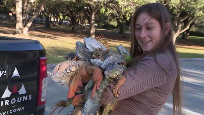 Florida woman gathers cold-stricken iguanas that fell from trees. Here's what will happen to them