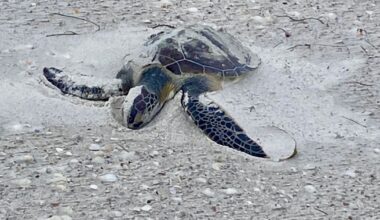 Cold-stunned turtle rescued from Treasure Island after seeking shelter in the sand