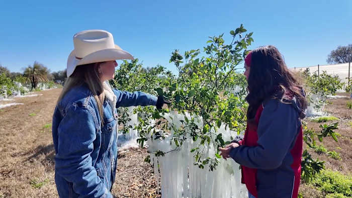 ‘Only control so much:’ Central Florida citrus growers assess damage after days of freezing temperatures