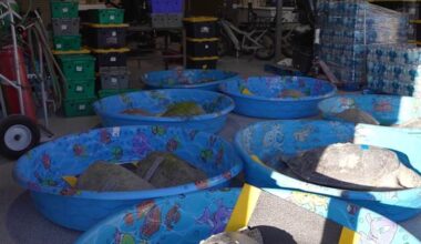 SeaWorld Orlando provides emergency care for 16 cold-stunned sea turtles