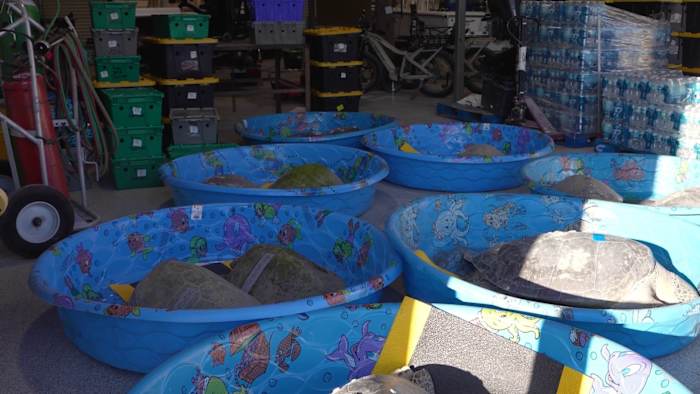 SeaWorld Orlando provides emergency care for 16 cold-stunned sea turtles