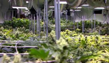 How Florida’s recreational marijuana amendment failed to make the 2026 ballot