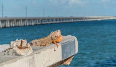 Is it Going to be Cold Again?