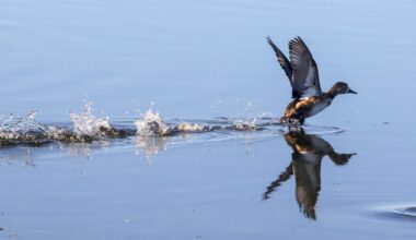 Ducks on the North Shore – Orlando Sentinel