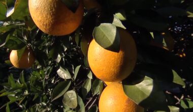 Florida agriculture bill causes concern about free speech, sponsors defend it