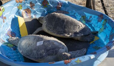 SeaWorld Orlando rescues 16 sea turtles amid cold snap