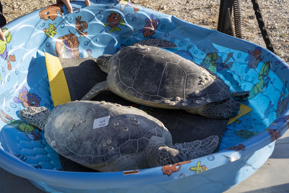 SeaWorld Orlando rescues 16 sea turtles amid cold snap