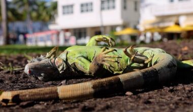 Florida cold snap, creativity leads to iguana pizza and tacos on menu