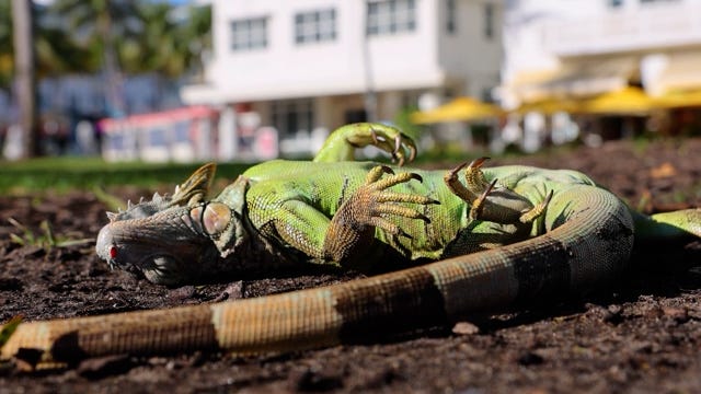 Florida cold snap, creativity leads to iguana pizza and tacos on menu