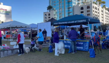 Tampa Bay's Bark in the Park event celebrates 49 years of helping animals in need