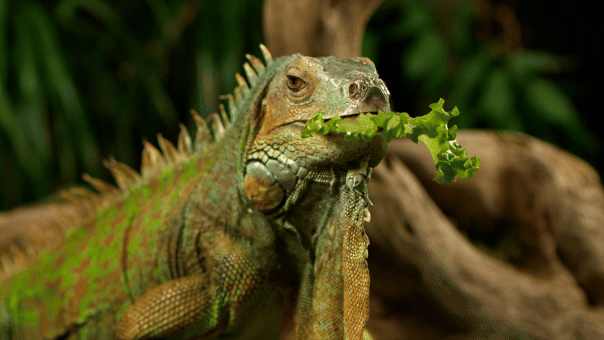 Iguana eating a piece of lettuce.