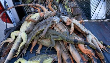 State of Florida removes 5,195 invasive iguanas during 2-day cold snap event