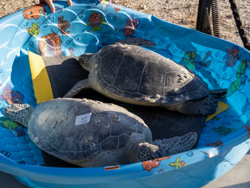 SeaWorld Orlando rescues 16 sea turtles amid cold snap