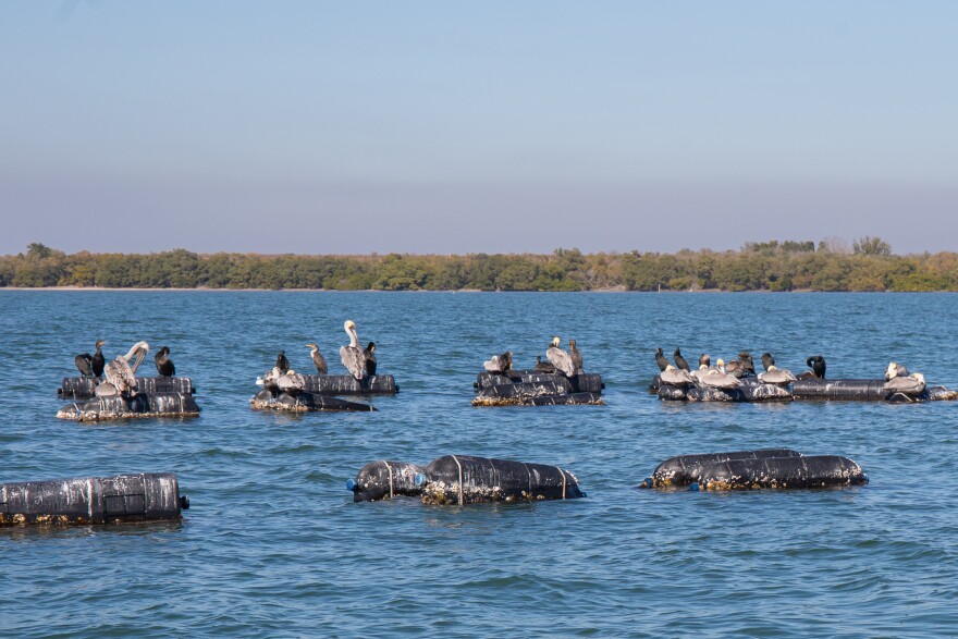 Gray and dirty white pelicans roost on top of floating black buoys that hold mesh bags full of growing oysters. The water is blue and the sky is cloudlness. 