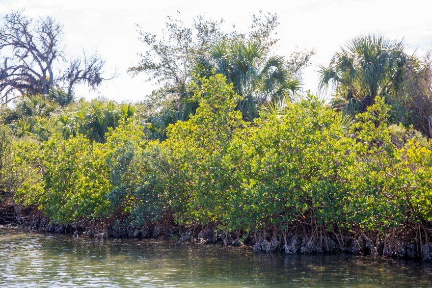 Mangroves with partially exposed roots on the water. 