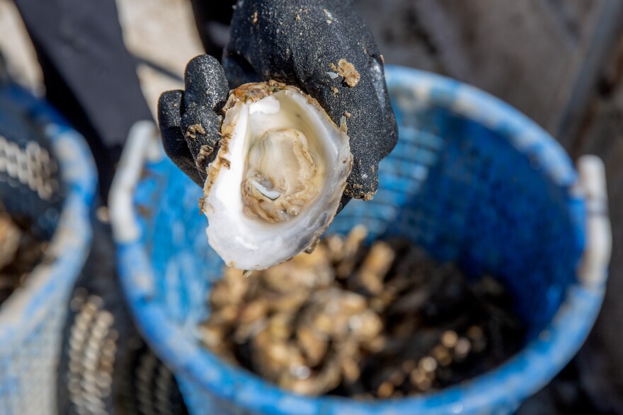 A close up of an opened oyster in a black gloved hand. The blue basket it was pulled out of is in the background filled to the brim with other oysters. 
