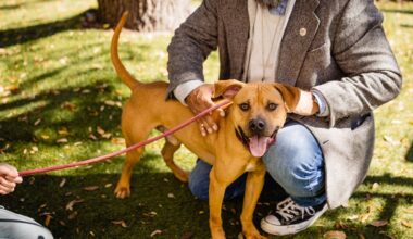 Adoptable dog Azazel likes long walks around the lake and chewing on some toys in the yard