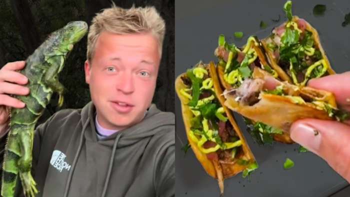 Florida man reveals recipe for iguana tacos in viral TikTok video