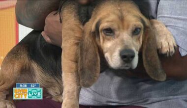 Baroo-no Mars is looking for a furever home