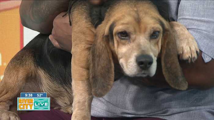 Baroo-no Mars is looking for a furever home