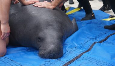 ZooTampa's Manatee Critical Care Center nominated for 'Best Zoo Exhibit' by USA TODAY — here's how to vote