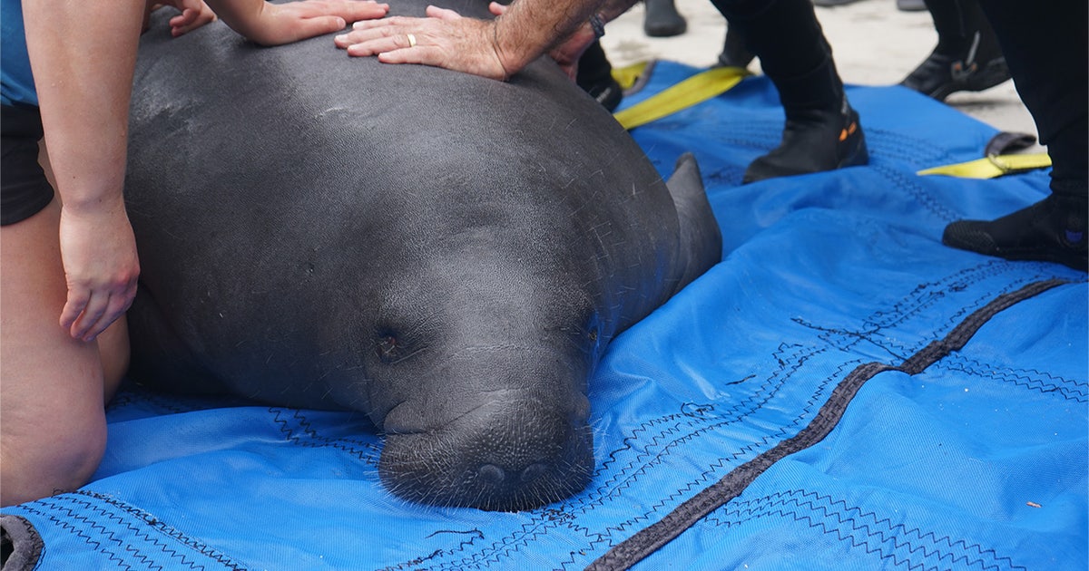 ZooTampa's Manatee Critical Care Center nominated for 'Best Zoo Exhibit' by USA TODAY — here's how to vote