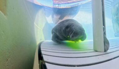 Rescued Brevard County manatee taken to SeaWorld Orlando