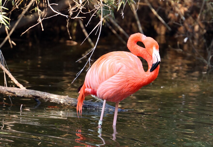 Caribbean flamingos walk around their enclosure at the Jacksonville Zoo and Botanical Gardens in Jacksonville, Fla., on Monday, Feb. 2, 2026. Legislators are considering the flamingo to replace the mockingbird as Florida’s state bird for the third year in a row. (Kaley Mantz/Fresh Take Florida)