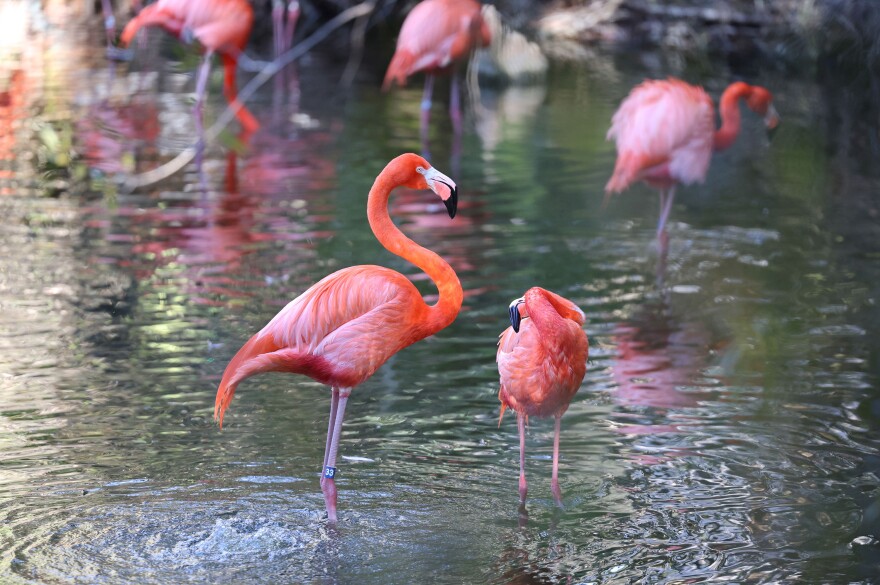 Caribbean flamingos walk around their enclosure at the Jacksonville Zoo and Botanical Gardens in Jacksonville, Fla., on Monday, Feb. 2, 2026. Legislators are considering the flamingo to replace the mockingbird as Florida’s state bird for the third year in a row. (Kaley Mantz/Fresh Take Florida)