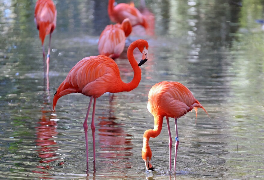 Caribbean flamingos walk around their enclosure at the Jacksonville Zoo and Botanical Gardens in Jacksonville, Fla., on Monday, Feb. 2, 2026. Legislators are considering the flamingo to replace the mockingbird as Florida’s state bird for the third year in a row. (Kaley Mantz/Fresh Take Florida)