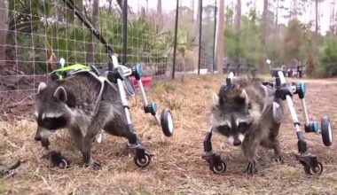 Wildlife rescue in Volusia County faces uncertainty after foreclosure