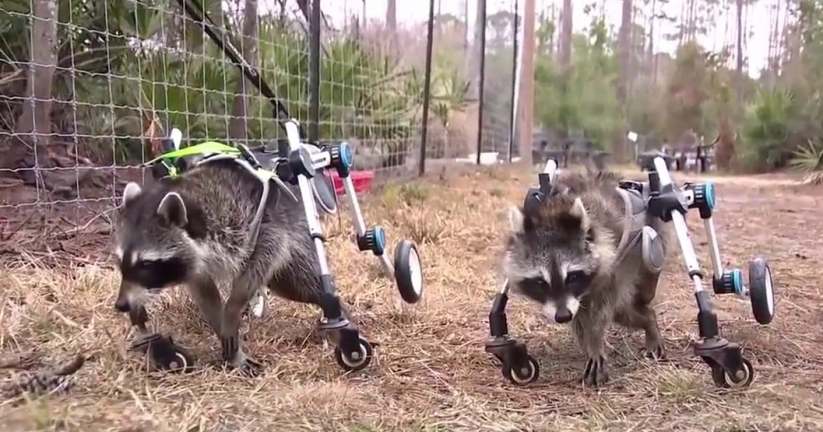 Wildlife rescue in Volusia County faces uncertainty after foreclosure