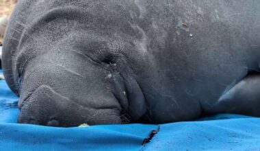 Manatees nurtured at SeaWorld Orlando released at Blue Spring State Park