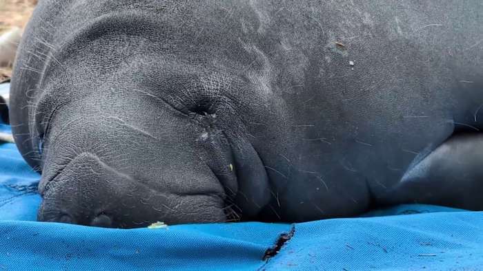 Manatees nurtured at SeaWorld Orlando released at Blue Spring State Park