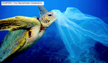Florida’s marine crisis: New study reveals widespread plastic ingestion in state waters